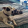 Wishbone is registered to the contest to win money with this photo: bed, blanket, cat, collar, companion_animals, cozy, dog, domestic_animals, fur, furniture, indoor, lying_down, peaceful, pet, relaxation, resting, sleeping_cat, striped_blanket, sunlight, window