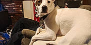 Wishbone joined the competition — help win amazing prizes! armrest, beanie, brick, brown_patch, carpet, collar, couch, display_cabinet, dog, figurines, fireplace, gazing, indoor, knives, person, reclining, relaxed, tags, wall_mount, white_dog