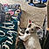 Wishbone