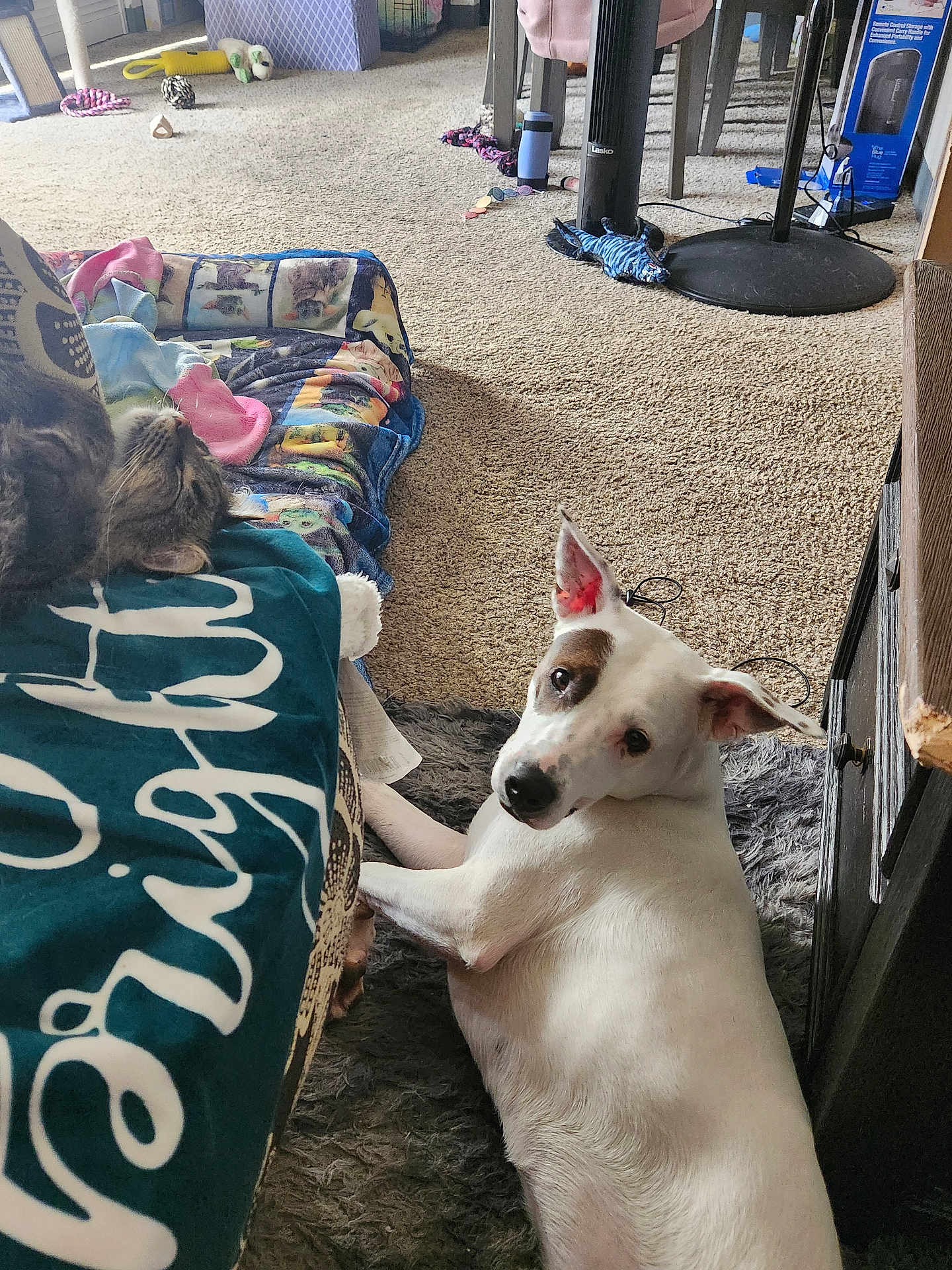 Wishbone joined the competition — help win amazing prizes! dog, cat, indoor, carpet, blanket, pet_toys, furniture, relaxing, tabby_cat, white_dog, curious, home, cozy, rug, animal, domestic, resting, looking, household, casual