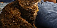 Starry joined the competition — help win amazing prizes! animal, bed, blanket, blue, cat, companion, curious, cute, domestic, feline, fluffy, fur, indoor, mammal, pet, pillow, resting, tabby, whiskers, yellow