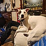 dog, white_dog, patch_on_eye, couch, living_room, person, figurines, glass_cabinet, weapons, knives, swords, carpet, casual_clothing, sneakers, collar, indoor, relaxed, furniture, decor, pets