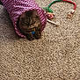 Starry joined the competition — help win amazing prizes! animal, blue_tag, carpet, cat, cat_toys, collar, cozy, curious, feline, fur, indoor, pet, playful, polka_dot, purple_tunnel, resting, rope_toy, tabby_cat, toy_ring, whiskers