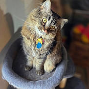 Starry is registered to the contest to win money with this photo: cat, tabby, yellow_eyes, cat_tree, indoor, pet, feline, collar, tags, curious, fluffy, soft, perched, head_tilt, blurred_background, basket, toys, cozy, home, animal