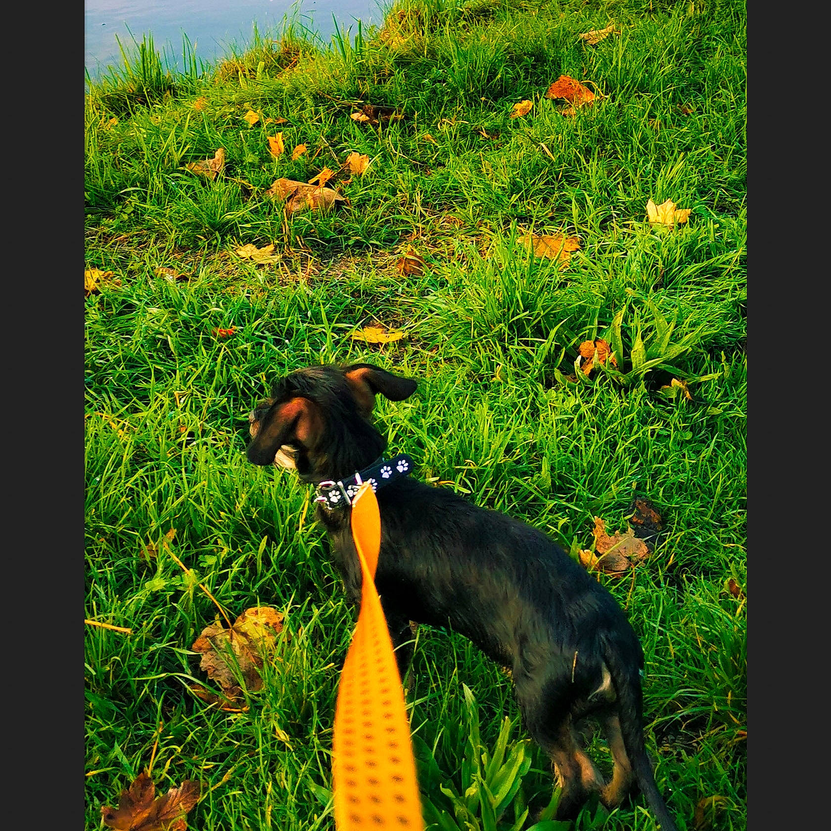 Papouille participe au concours pour gagner de l'argent avec cette photo : austrian_black_and_tan_hound, canidae, carnivore, dobermann, dog, dog_breed, grass, guard_dog, hunting_dog, jagdterrier, lithuanian_hound, pinscher, plant, sporting_group, transylvanian_hound, vertebrate