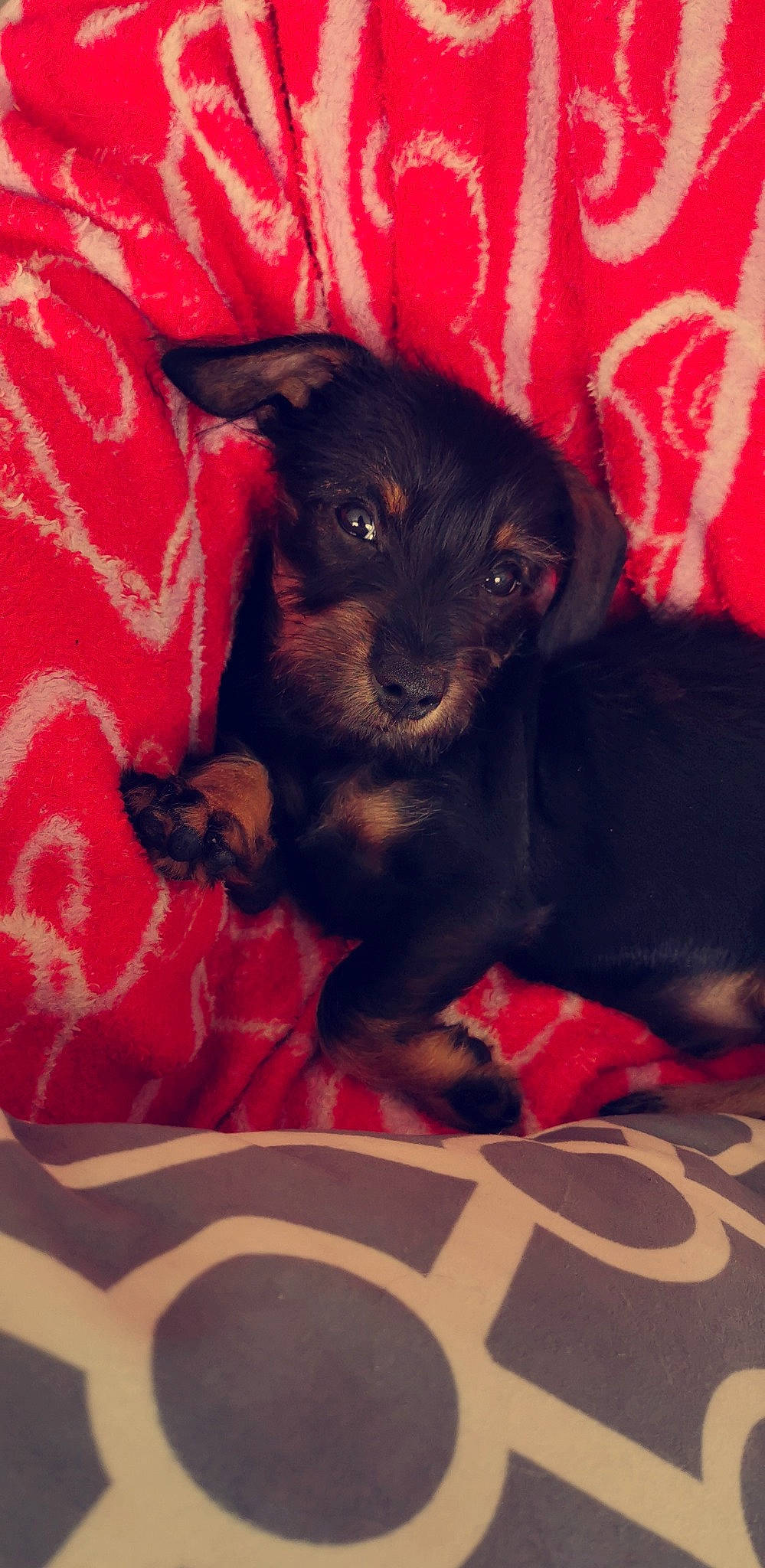 Papouille participe au concours pour gagner de l'argent avec cette photo : canidae, carnivore, companion_dog, dog, dog_breed, mammal, puppy, sporting_group, vertebrate