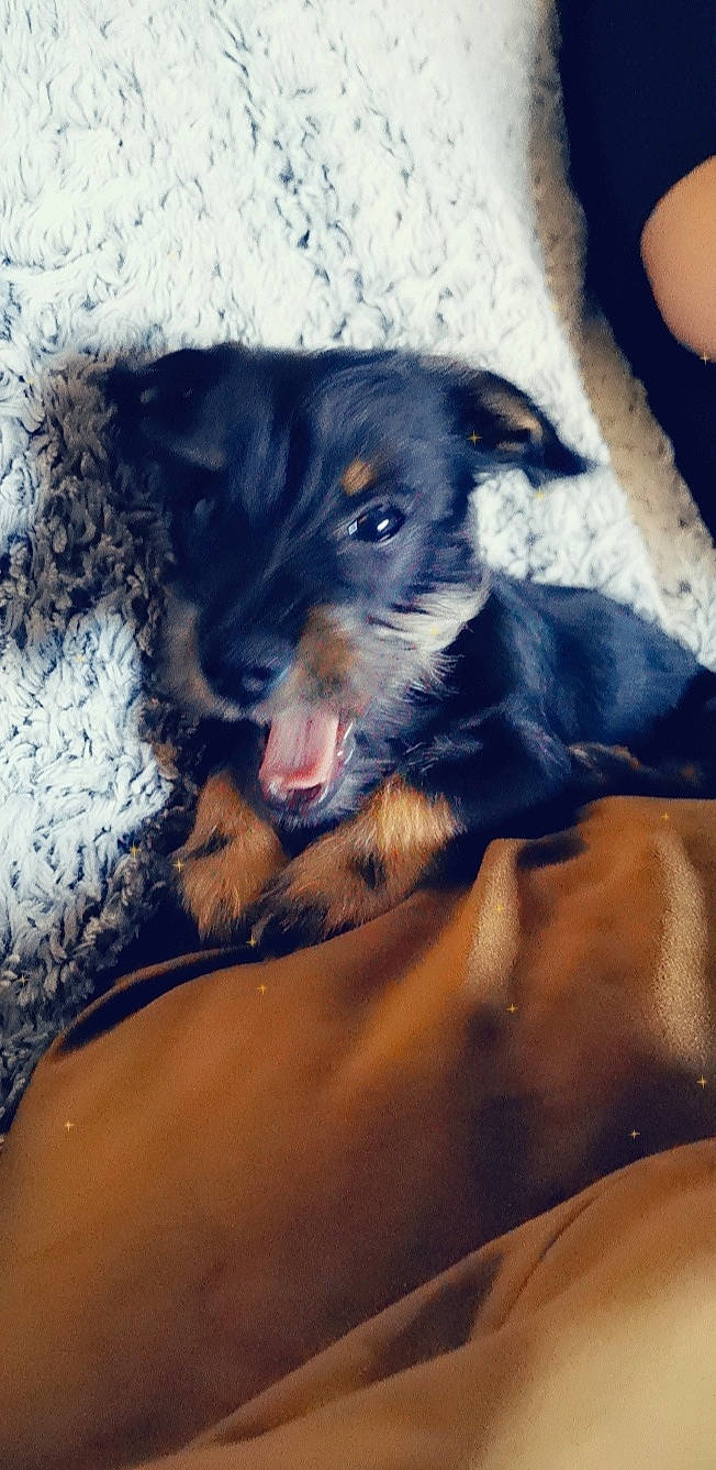 Papouille participe au concours pour gagner de l'argent avec cette photo : black_and_tan_terrier, canidae, carnivore, companion_dog, dog, dog_breed, huntaway, jagdterrier, mammal, patterdale_terrier, puppy, snout, street_dog, terrier