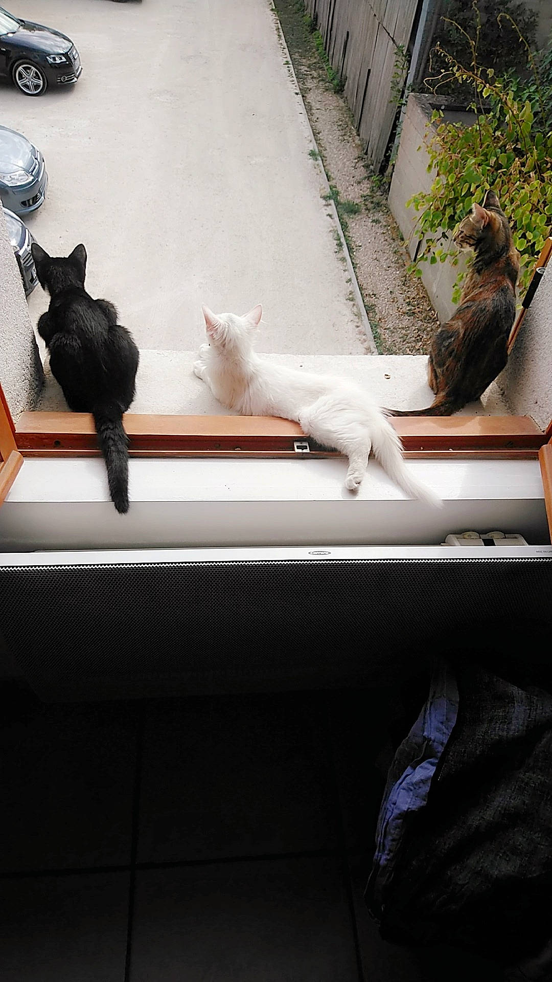 Bianca participe au concours pour gagner de l'argent avec cette photo : black_cat, carnivore, cat, felidae, fur, kitten, small_to_medium_sized_cats, snapshot, table, tail, turkish_van, whiskers, white, window