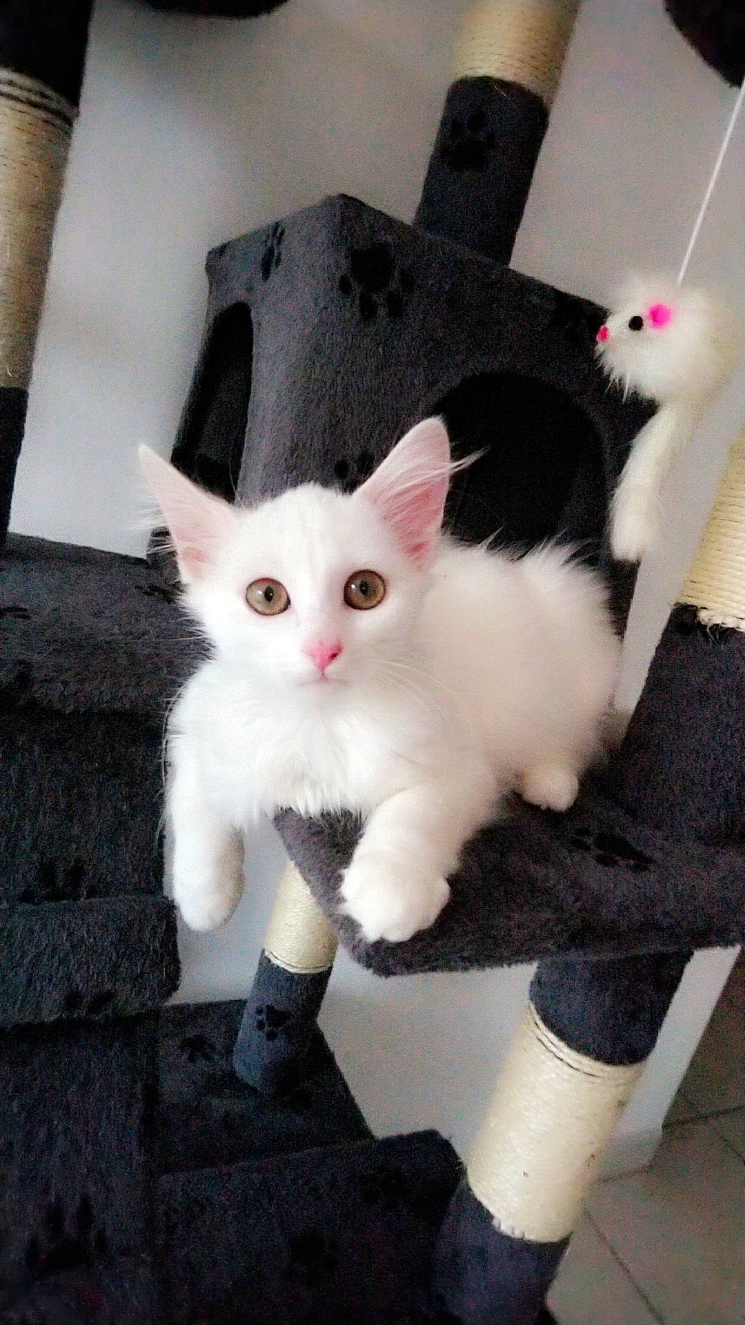 Bianca participe au concours pour gagner de l'argent avec cette photo : black_and_white, carnivore, cat, domestic_short_haired_cat, ear, felidae, fur, german_rex, khao_manee, kitten, mammal, paw, polydactyl_cat, small_to_medium_sized_cats, tail, turkish_angora, turkish_van, vertebrate, whiskers, white