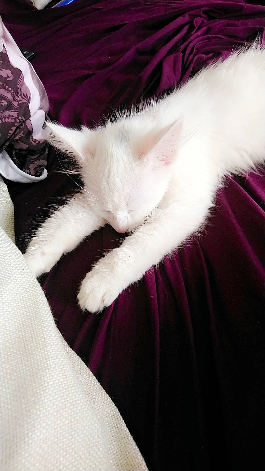 Bianca a rejoint le concours — aidez-le/la à gagner de superbes lots ! carnivore, cat, ear, felidae, fur, kitten, nap, norwegian_forest_cat, ragdoll, small_to_medium_sized_cats, tail, turkish_angora, whiskers, white