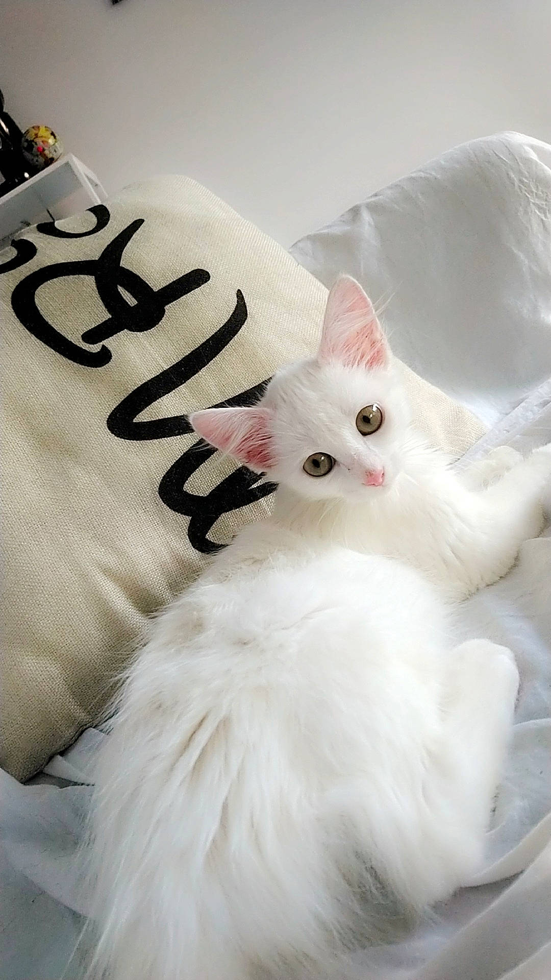 Bianca a rejoint le concours — aidez-le/la à gagner de superbes lots ! carnivore, cat, domestic_long_haired_cat, felidae, fur, khao_manee, norwegian_forest_cat, persian, ragdoll, small_to_medium_sized_cats, tail, turkish_angora, turkish_van, whiskers, white