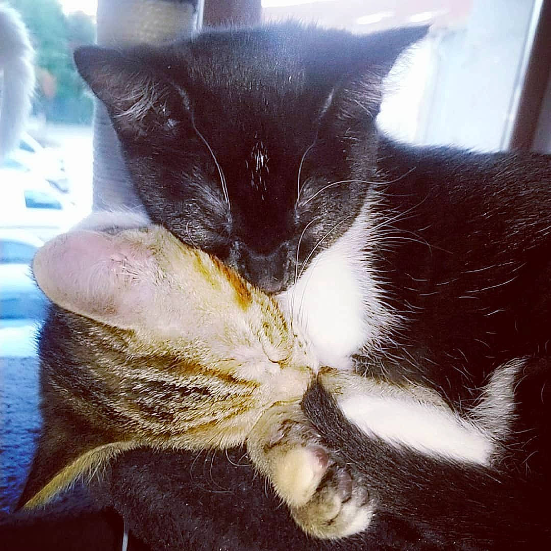 Féline participe au concours pour gagner de l'argent avec cette photo : black_cat, carnivore, cat, ear, felidae, fur, plant, sky, small_to_medium_sized_cats, square, tail, whiskers