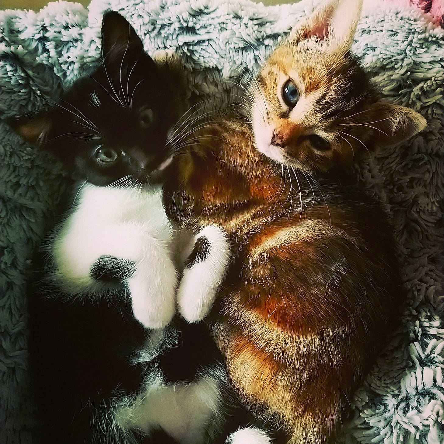 Féline participe au concours pour gagner de l'argent avec cette photo : aegean_cat, american_wirehair, asian, carnivore, cat, claw, domestic_short_haired_cat, european_shorthair, felidae, fur, german_rex, kitten, organism, paw, polydactyl_cat, sky, small_to_medium_sized_cats, snout, tabby_cat, whiskers