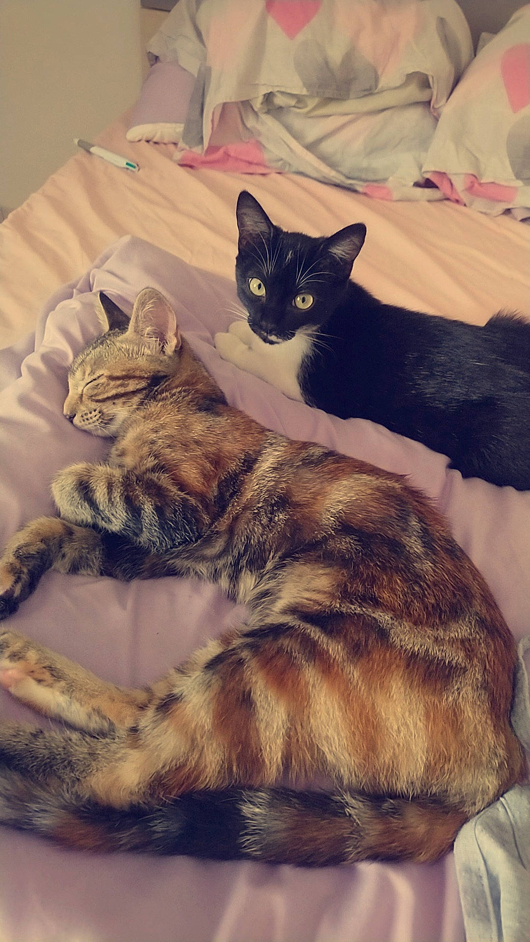 Savanah participe au concours pour gagner de l'argent avec cette photo : american_shorthair, asian, california_spangled, carnivore, cat, domestic_short_haired_cat, dragon_li, ear, european_shorthair, felidae, fur, german_rex, kitten, nap, paw, small_to_medium_sized_cats, tabby_cat, tail, whiskers