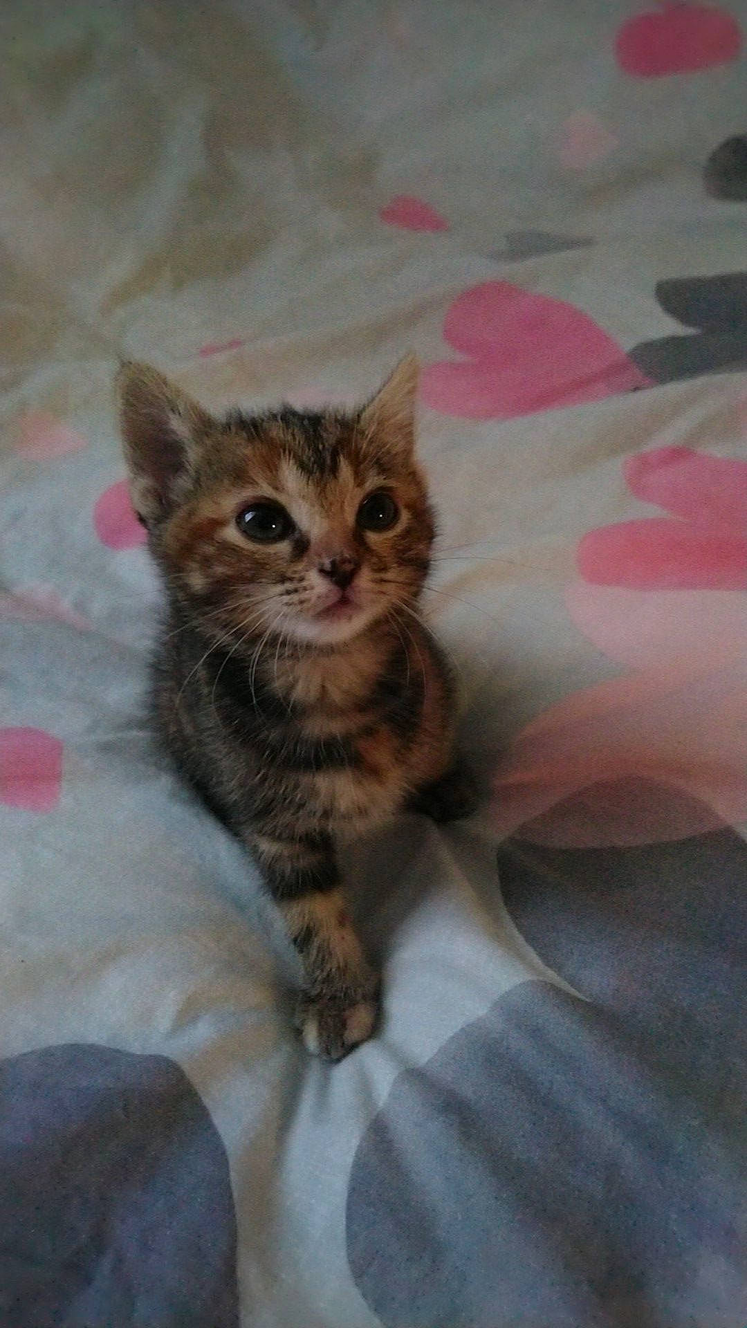 Savanah participe au concours pour gagner de l'argent avec cette photo : arabian_mau, asian, australian_mist, california_spangled, carnivore, cat, domestic_short_haired_cat, dragon_li, egyptian_mau, european_shorthair, felidae, kitten, mammal, pixie_bob, small_to_medium_sized_cats, sokoke, tabby_cat, toyger, vertebrate, whiskers