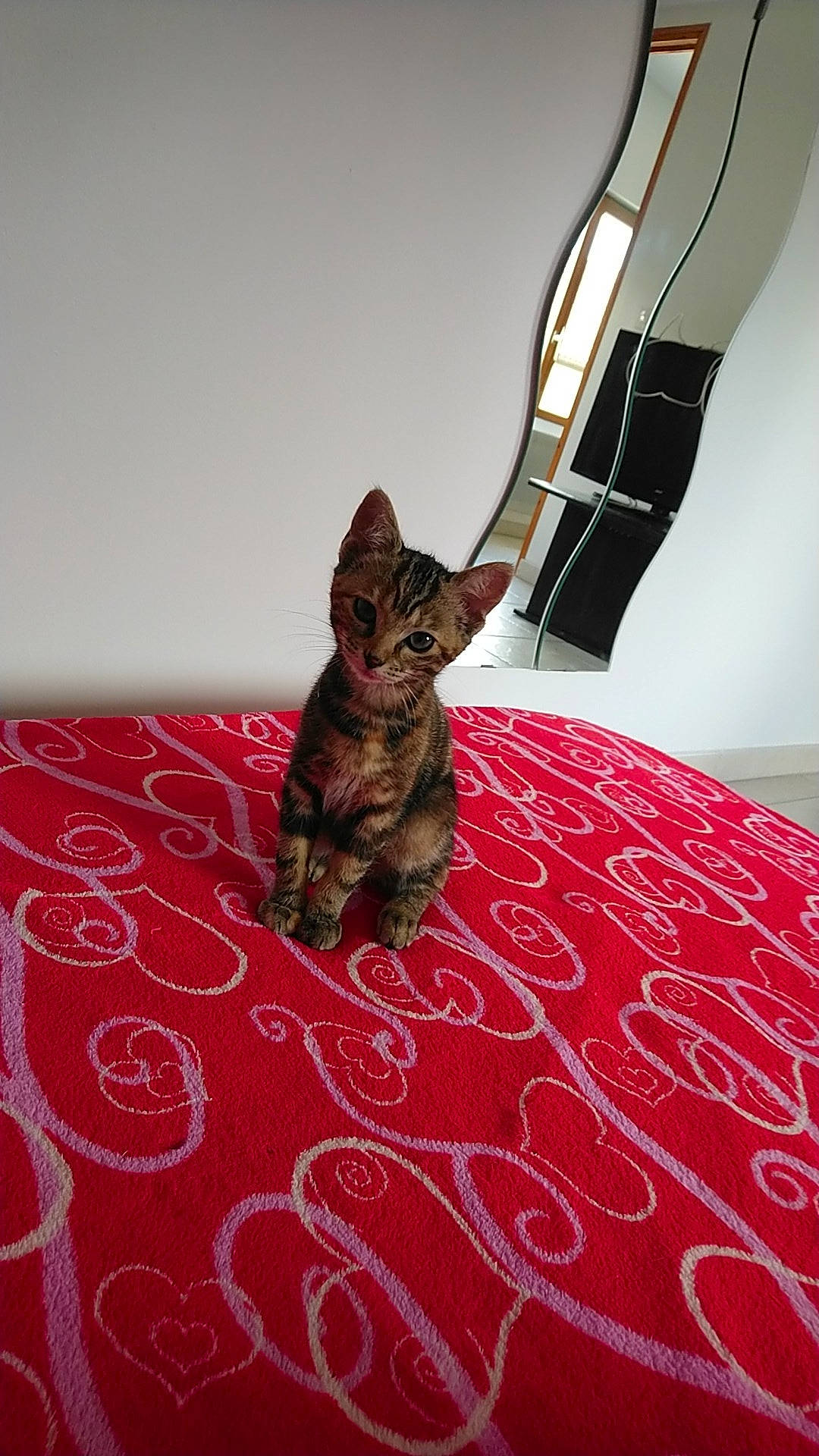 Savanah participe au concours pour gagner de l'argent avec cette photo : canidae, carnivore, cat, chihuahua, dog, dog_breed, fawn, room, russkiy_toy, toy_dog, whiskers