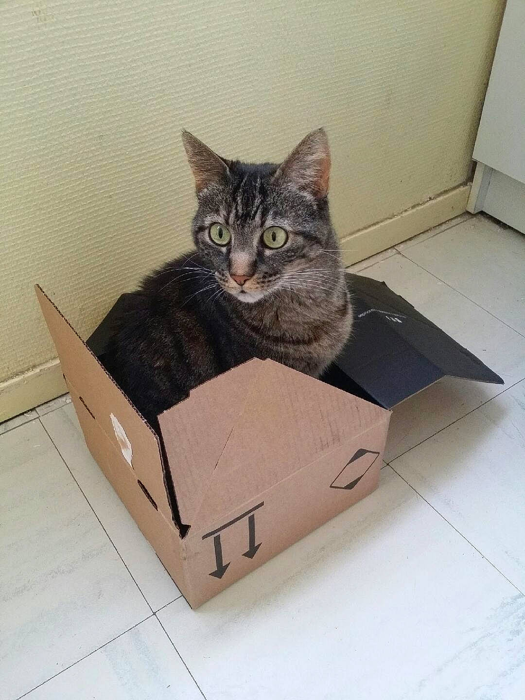 Pimprenelle participe au concours pour gagner de l'argent avec cette photo : asian, box, cardboard, carnivore, carton, cat, domestic_short_haired_cat, dragon_li, european_shorthair, felidae, kitten, packaging_and_labeling, paper_product, small_to_medium_sized_cats, tabby_cat, whiskers