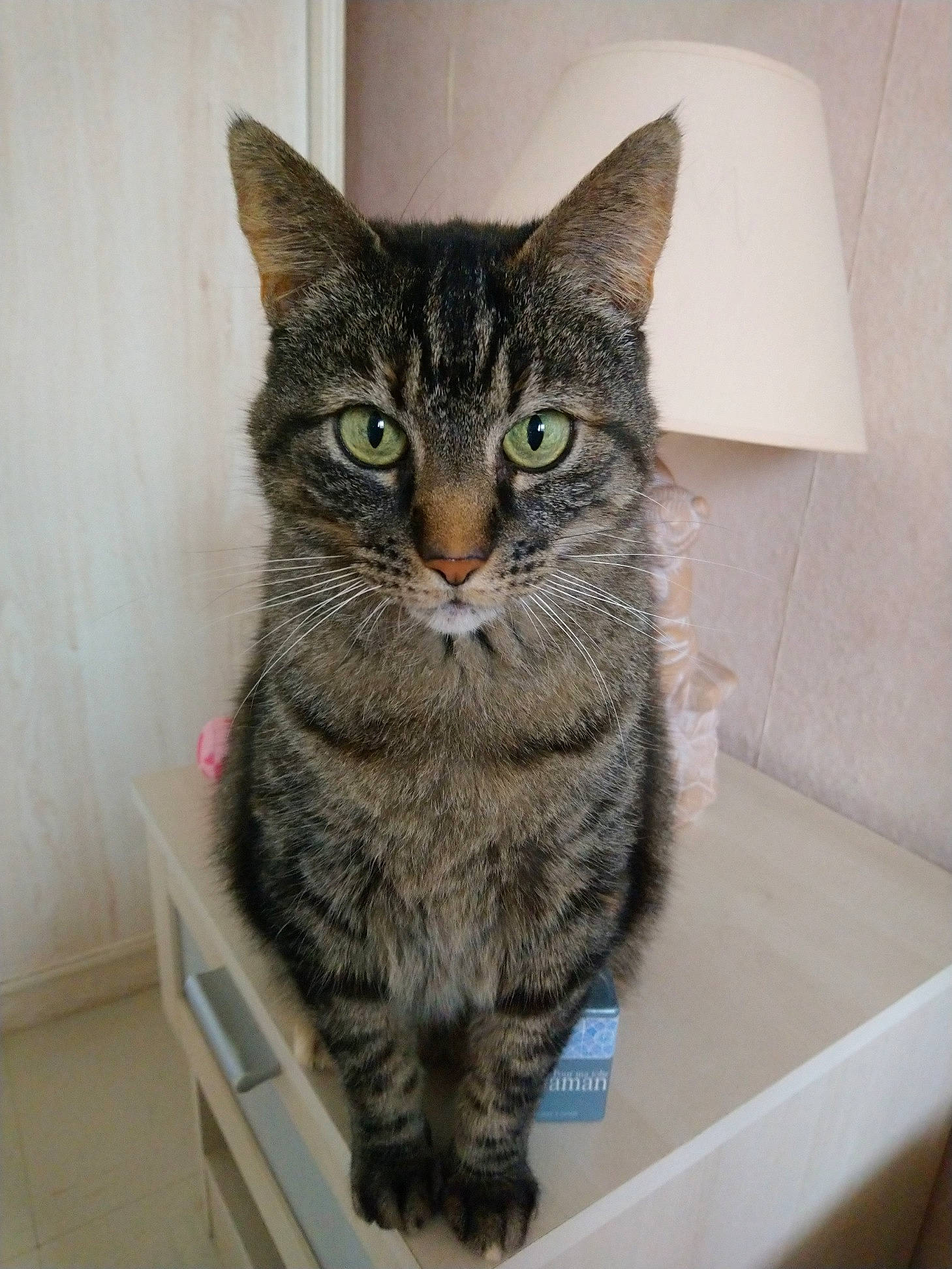 Pimprenelle a rejoint le concours — aidez-le/la à gagner de superbes lots ! aegean_cat, american_shorthair, asian, australian_mist, british_semi_longhair, california_spangled, carnivore, cat, domestic_long_haired_cat, domestic_short_haired_cat, dragon_li, european_shorthair, felidae, mammal, pixie_bob, siberian, small_to_medium_sized_cats, tabby_cat, vertebrate, whiskers