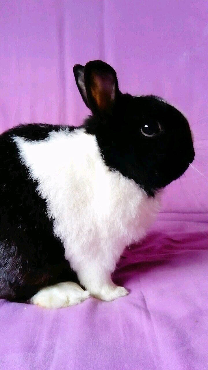 Oreo a rejoint le concours — aidez-le/la à gagner de superbes lots ! black_and_white, domestic_rabbit, ear, fawn, fur, mammal, rabbit, rabbits_and_hares, skin, snout, tail, vertebrate, whiskers