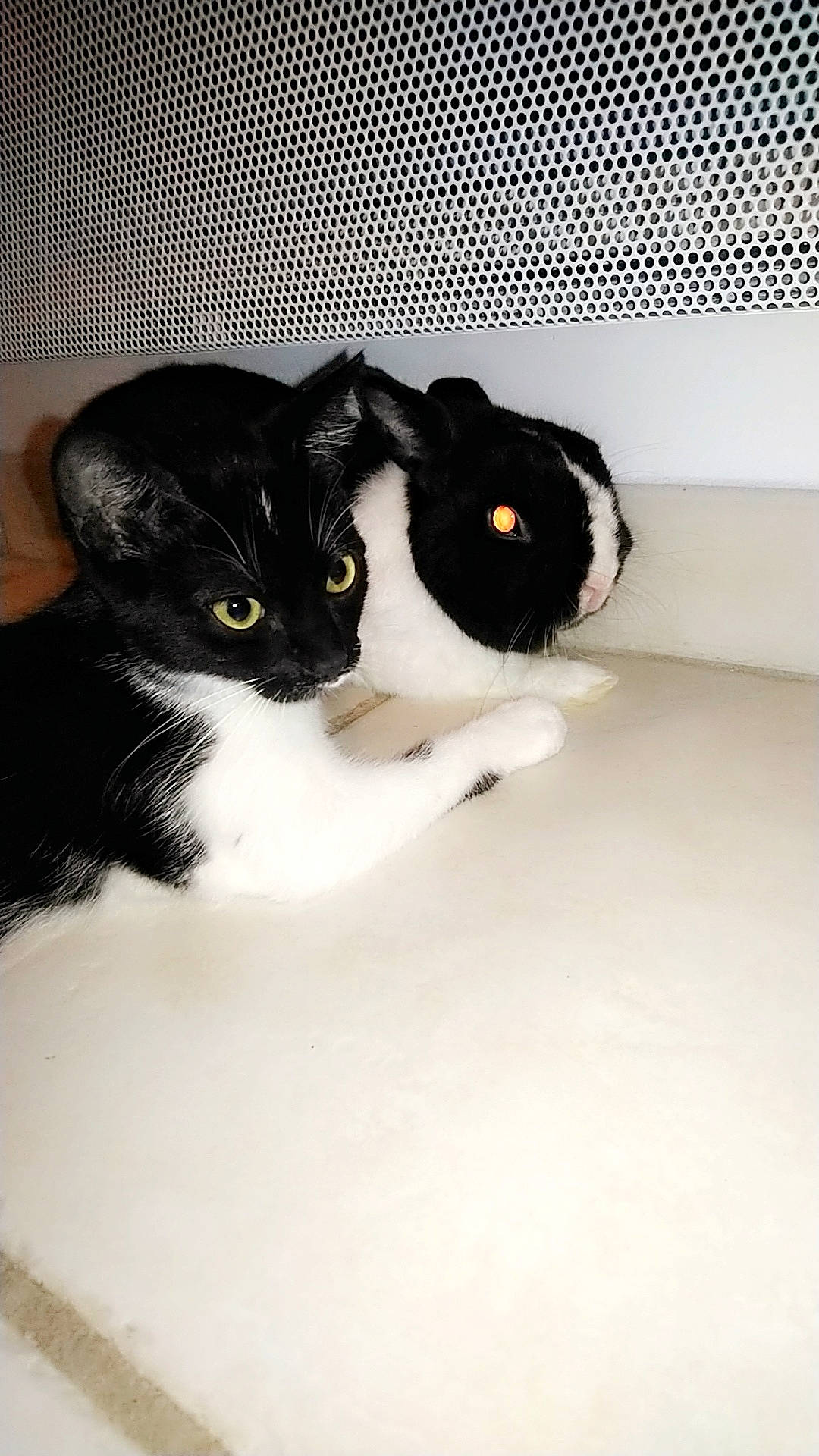 Oreo a rejoint le concours — aidez-le/la à gagner de superbes lots ! black, black_and_white, black_cat, carnivore, cat, domestic_short_haired_cat, eye, felidae, fur, kitten, polydactyl_cat, small_to_medium_sized_cats, whiskers, white