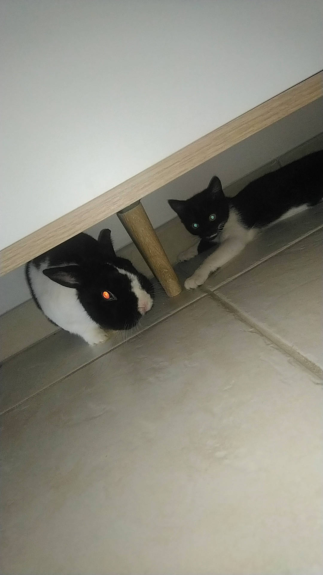 Oreo participe au concours pour gagner de l'argent avec cette photo : black, black_cat, carnivore, cat, felidae, floor, flooring, laminate_flooring, room, small_to_medium_sized_cats, tail, whiskers