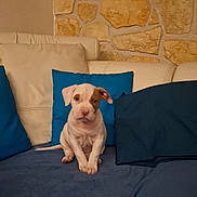 Aïka participe au concours pour gagner de l'argent avec cette photo : puppy, dog, couch, blue_pillow, beige_couch, stone_wall, indoor, pet, sitting, cute, young_dog, animal, domestic_animal, fur, canine, relaxing, home, furniture, comfort, companion
