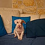 puppy, dog, couch, blue_pillow, beige_couch, stone_wall, indoor, pet, sitting, cute, young_dog, animal, domestic_animal, fur, canine, relaxing, home, furniture, comfort, companion