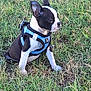 Mr Kane is registered to the contest to win money with this photo: puppy, dog, grass, blue_harness, black_and_white, outdoor, pet, young_dog, sitting, animal, cute, ears, fur, nature, canine, side_view, alert, small_dog, playful, daylight