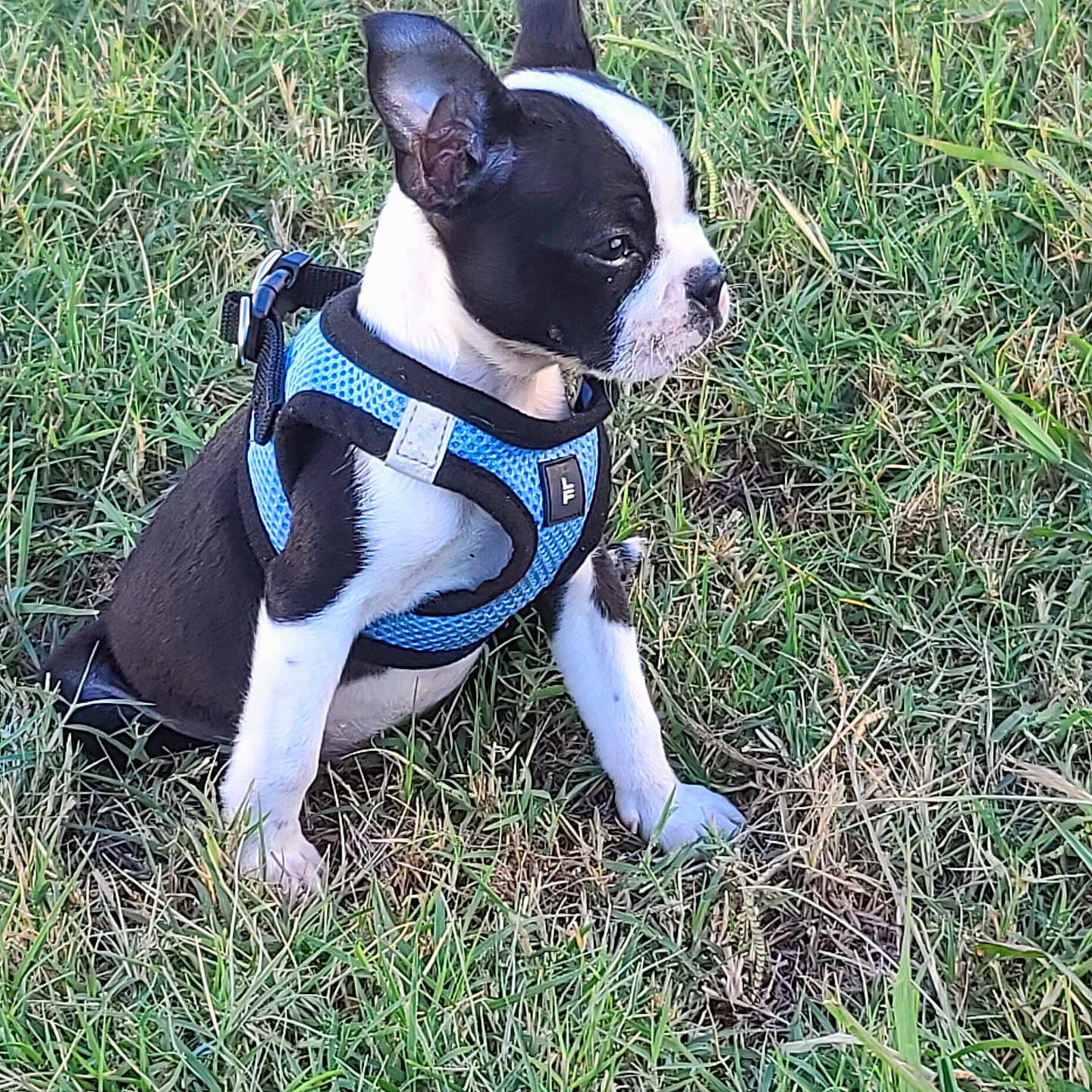 Mr Kane is registered to the contest to win money with this photo: alert, animal, black_and_white, blue_harness, canine, cute, daylight, dog, ears, fur, grass, nature, outdoor, pet, playful, puppy, side_view, sitting, small_dog, young_dog