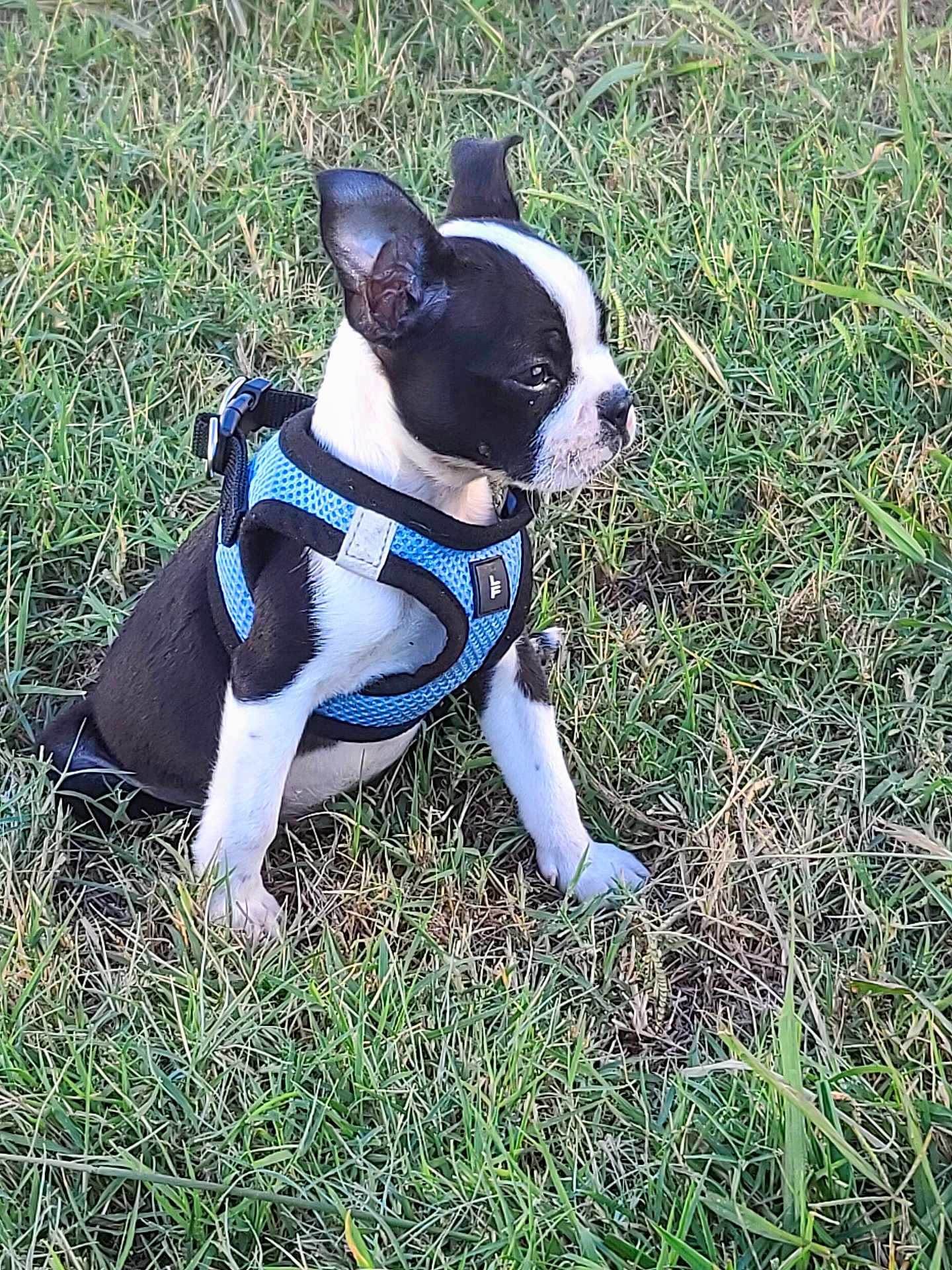 Mr Kane is registered to the contest to win money with this photo: puppy, dog, grass, blue_harness, black_and_white, outdoor, pet, young_dog, sitting, animal, cute, ears, fur, nature, canine, side_view, alert, small_dog, playful, daylight