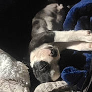 Mr Kane joined the competition — help win amazing prizes! dog, sleeping, blanket, cushion, cozy, indoor, pet, resting, fur, black_and_white, snout, paw, comfort, relaxation, home, fur_pattern, animal, domestic, warm, quiet