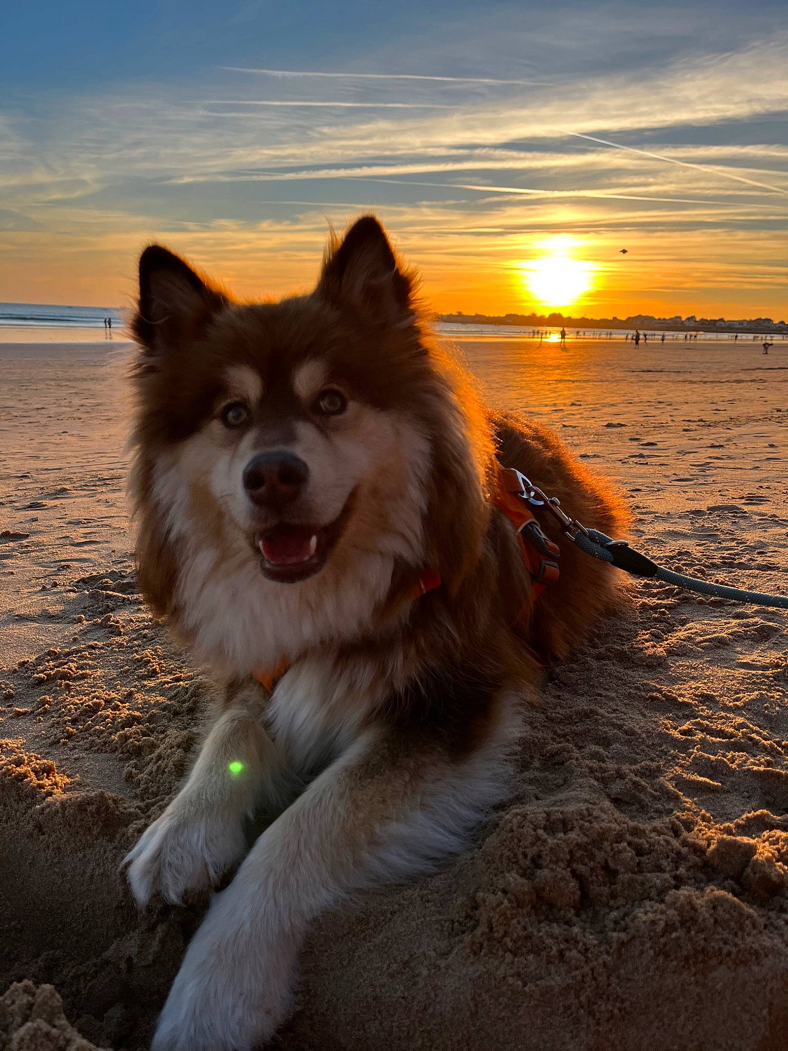 Scylla a rejoint le concours — aidez-le/la à gagner de superbes lots ! beach, carnivore, cloud, companion_dog, dog, dog_breed, dusk, evening, fur, horizon, jaw, light, ocean, plant, sky, sporting_group, sunrise, sunset, tree, water