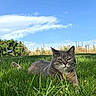 cat, gray_cat, grass, outdoor, sky, blue_sky, clouds, nature, pet, animal, relaxing, sunlight, greenery, feline, field, summer, daytime, close_up, mammal, resting
