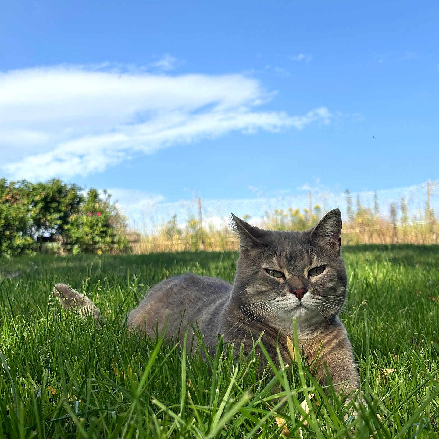 Mia