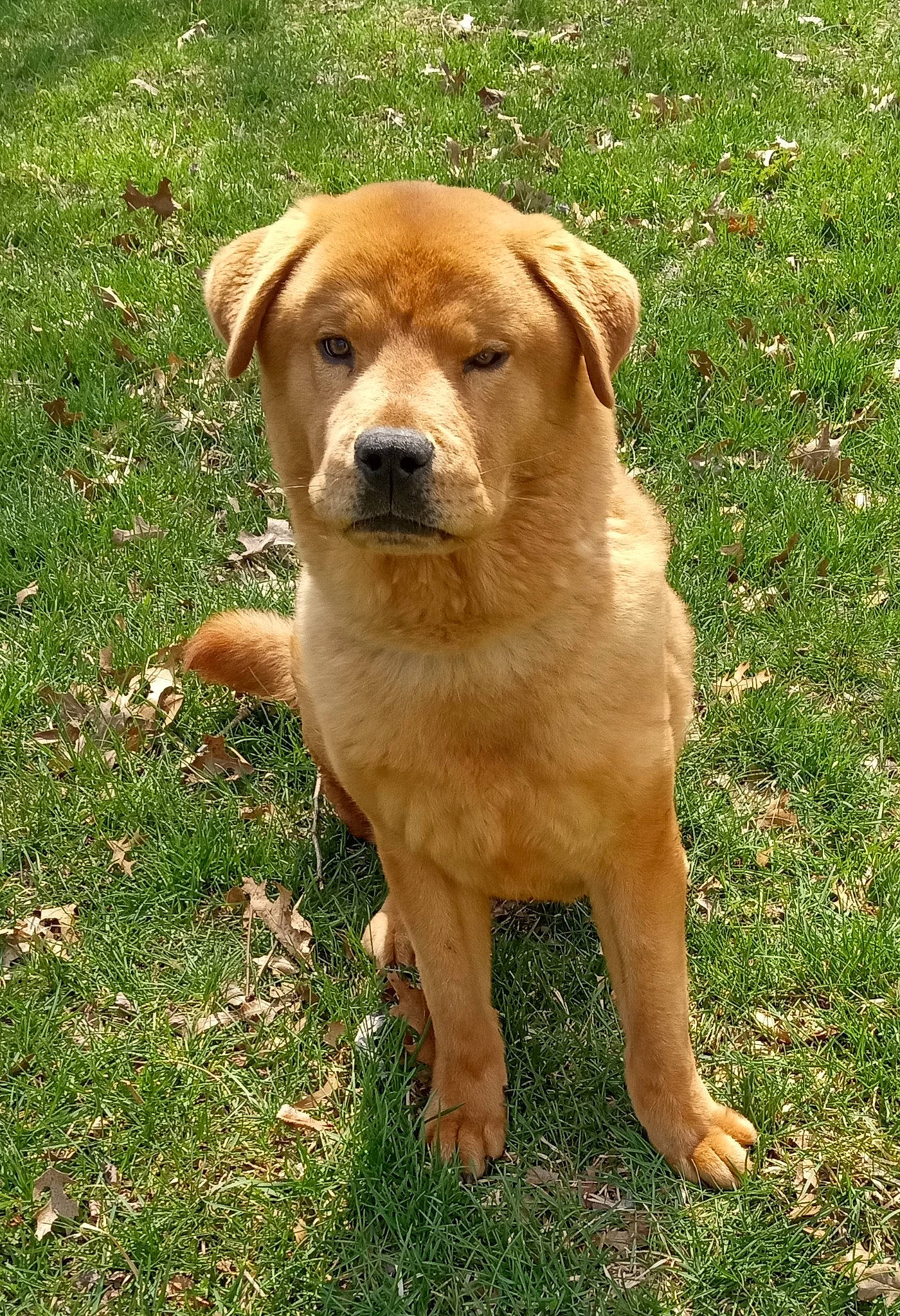 Yogi joined the competition — help win amazing prizes! ancient_dog_breeds, carnivore, collar, companion_dog, dog, dog_breed, dog_collar, fawn, grass, groundcover, plant, sporting_group, tree, working_animal, working_dog, wrinkle