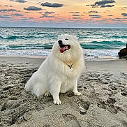 Khaleesi joined the competition — help win amazing prizes! dog, beach, sand, ocean, waves, sunset, clouds, happy, fluffy, canine, nature, outdoor, collar, pet, water, sky, coast, animal, smiling, pawprints
