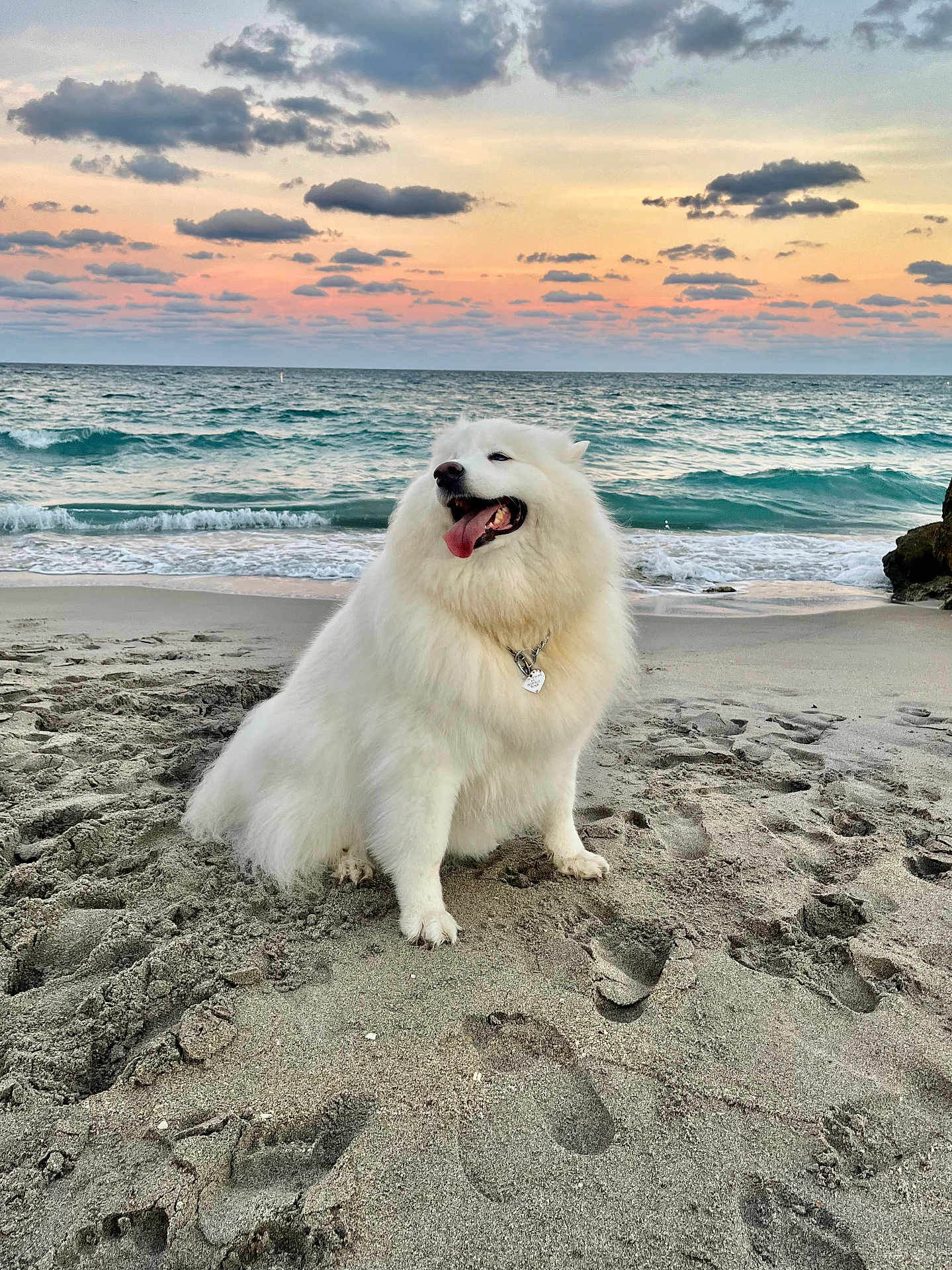 Khaleesi joined the competition — help win amazing prizes! dog, beach, sand, ocean, waves, sunset, clouds, happy, fluffy, canine, nature, outdoor, collar, pet, water, sky, coast, animal, smiling, pawprints