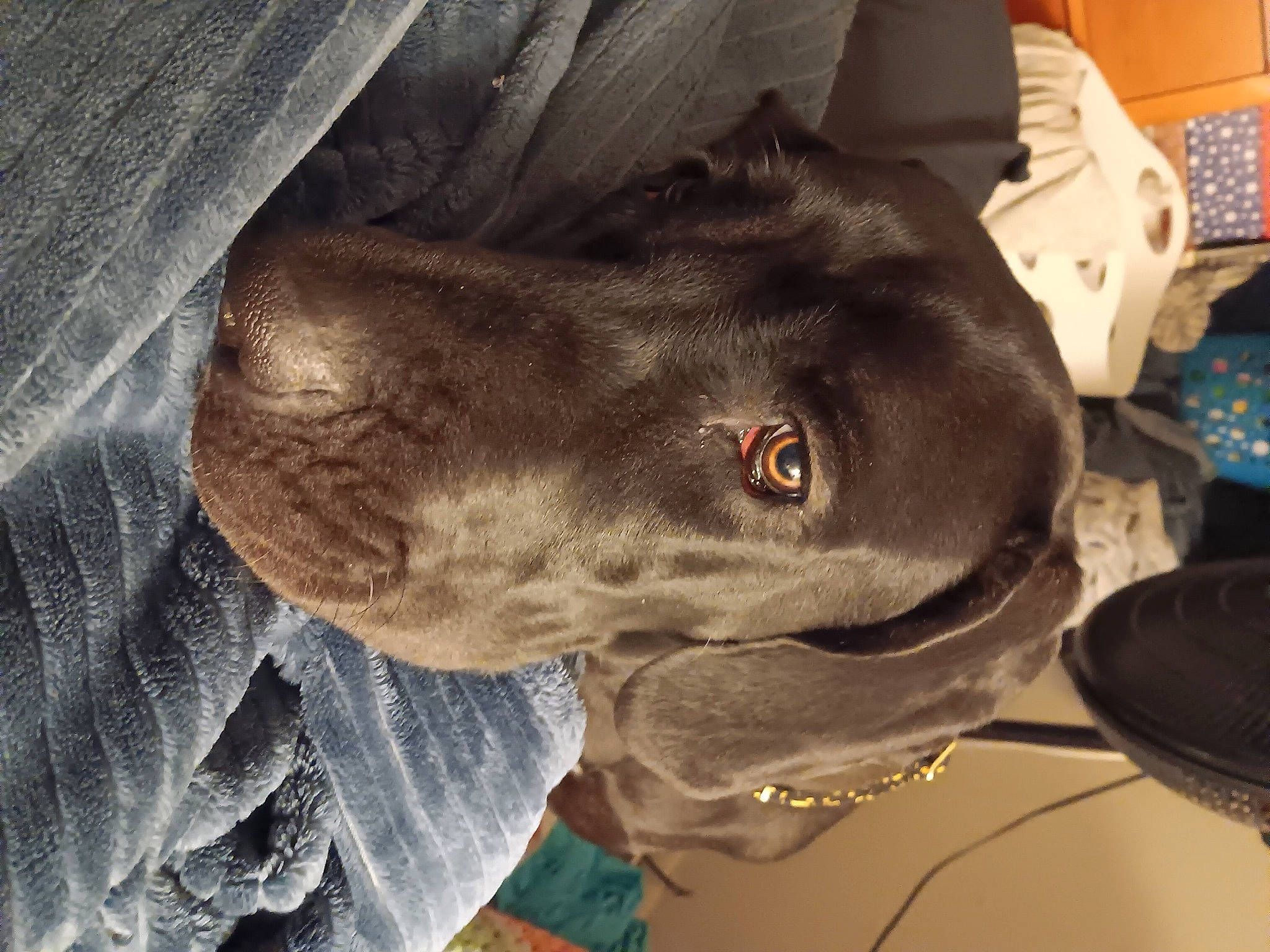 Luna Moo is registered to the contest to win money with this photo: borador, canidae, carnivore, collar, dog, dog_breed, dog_collar, ear, fawn, fur, grey, guard_dog, gun_dog, jaw, liver, snout, sporting_group, weimaraner, whiskers, working_animal