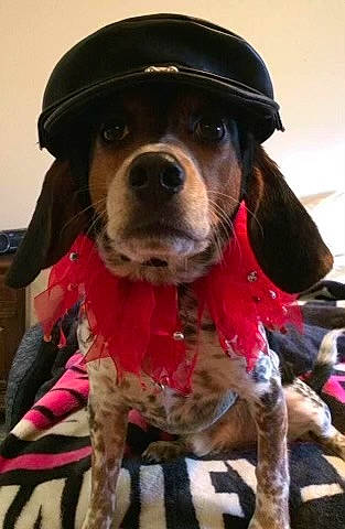 Kenny Rogers is registered to the contest to win money with this photo: canidae, carnivore, collar, companion_dog, dog, dog_breed, dog_clothes, dog_collar, dog_supply, fashion_accessory, fawn, fur, leash, liver, mammal, pet_supply, snout, sporting_group, whiskers, working_animal