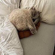 Vany participe au concours pour gagner de l'argent avec cette photo : cat, sleeping, curled_up, bed, pillow, cushion, blanket, bedroom, indoors, cozy, cream_colored, fluffy, relaxed, resting, furniture, soft_lighting, home, cute, pet, nap