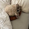cat, sleeping, curled_up, bed, pillow, cushion, blanket, bedroom, indoors, cozy, cream_colored, fluffy, relaxed, resting, furniture, soft_lighting, home, cute, pet, nap