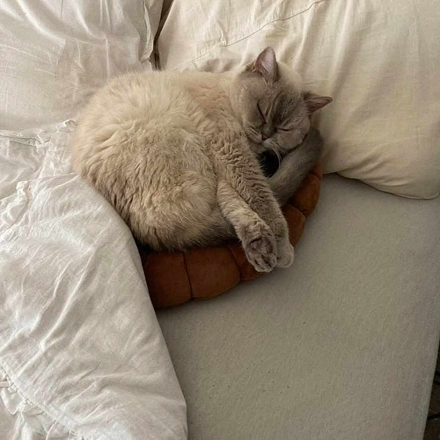 Vany participe au concours pour gagner de l'argent avec cette photo : cat, sleeping, curled_up, bed, pillow, cushion, blanket, bedroom, indoors, cozy, cream_colored, fluffy, relaxed, resting, furniture, soft_lighting, home, cute, pet, nap