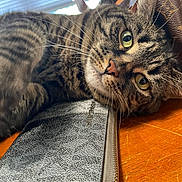 Lily joined the competition — help win amazing prizes! cat, tabby_cat, feline, pet, animal, close_up, portrait, whiskers, green_eyes, orange_eyes, striped_fur, brown_fur, relaxed, lying_down, indoor, wooden_floor, window_blinds, sunglasses, black_case, cozy