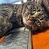 cat, tabby_cat, feline, pet, animal, close_up, portrait, whiskers, green_eyes, orange_eyes, striped_fur, brown_fur, relaxed, lying_down, indoor, wooden_floor, window_blinds, sunglasses, black_case, cozy