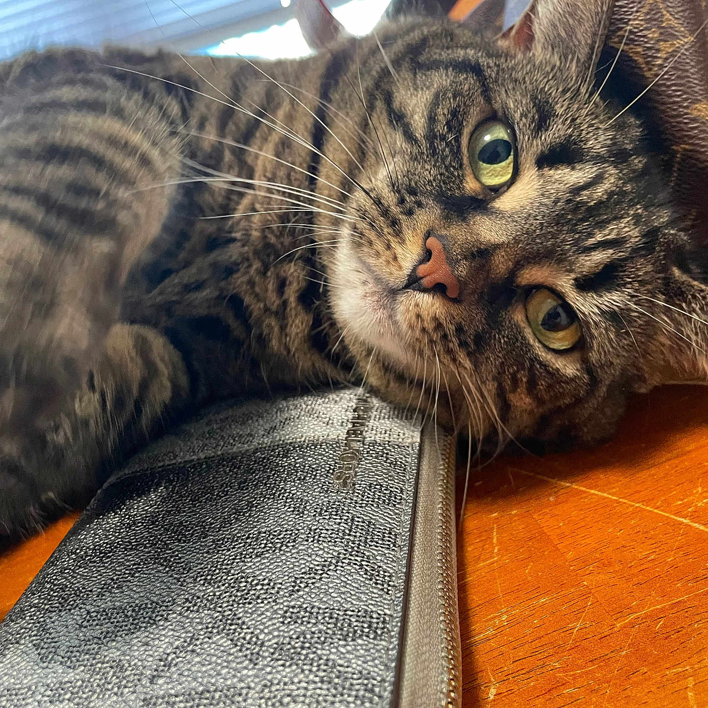 Lily joined the competition — help win amazing prizes! cat, tabby_cat, feline, pet, animal, close_up, portrait, whiskers, green_eyes, orange_eyes, striped_fur, brown_fur, relaxed, lying_down, indoor, wooden_floor, window_blinds, sunglasses, black_case, cozy