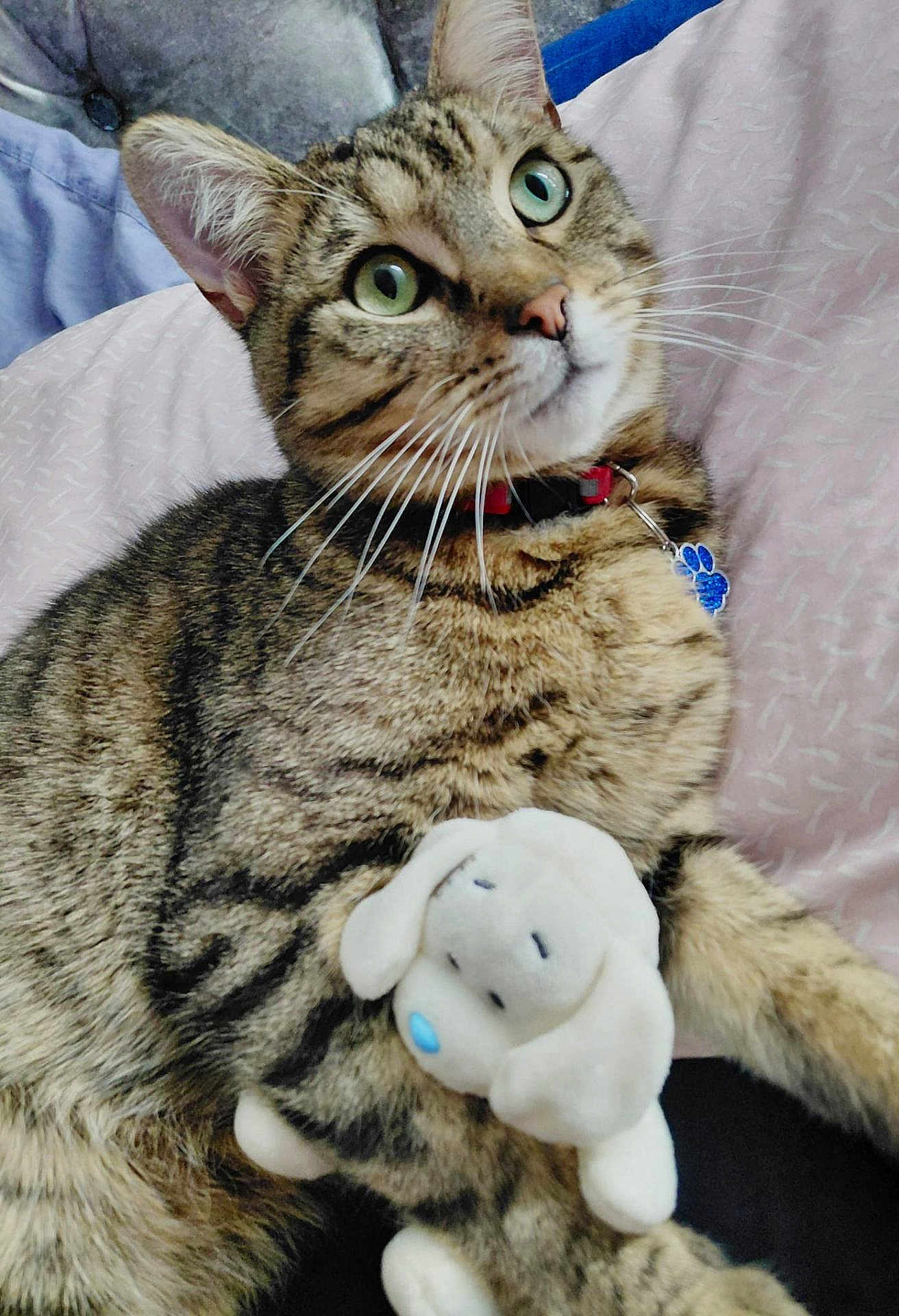 Sprinkles joined the competition — help win amazing prizes! tabby_cat, green_eyes, plush_toy, stuffed_animal, cat_collar, indoor, cushion, blanket, pet, domestic_cat, feline, relaxed, close_up, whiskers, fur, cute, animal, soft_toy, sleepy, resting