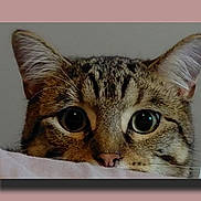 Sprinkles joined the competition — help win amazing prizes! cat, tabby, face, eyes, ears, whiskers, pet, animal, curious, close_up, feline, cute, indoor, looking, soft_surface, brown, black_stripes, nose, expression, portrait