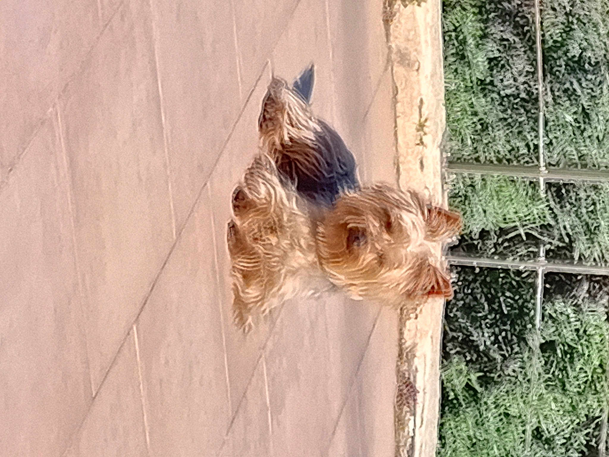 Cannelle