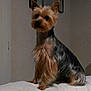 dog, yorkshire_terrier, small_dog, pet, indoor, couch, white_couch, fur, animal, sitting, calm, quiet, dim_light, wall, home, domestic, companion, portrait, furniture, cute