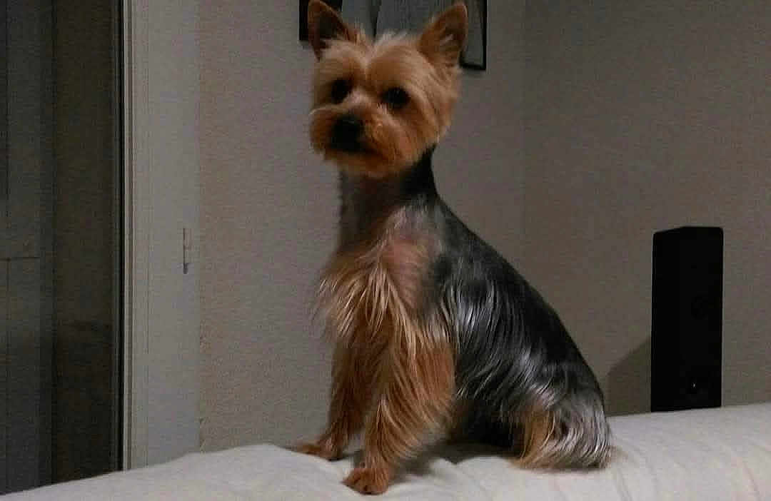 Canelle participe au concours pour gagner de l'argent avec cette photo : dog, yorkshire_terrier, small_dog, pet, indoor, couch, white_couch, fur, animal, sitting, calm, quiet, dim_light, wall, home, domestic, companion, portrait, furniture, cute